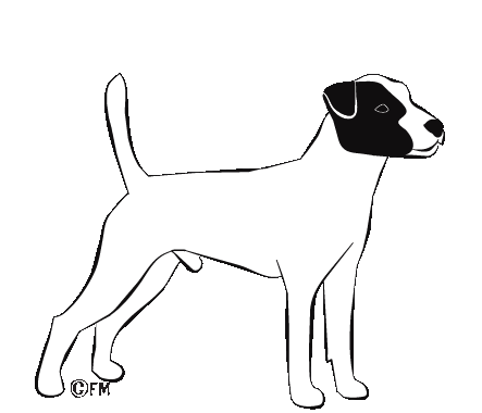 pracovn Parson (Jack) Russell Terrier